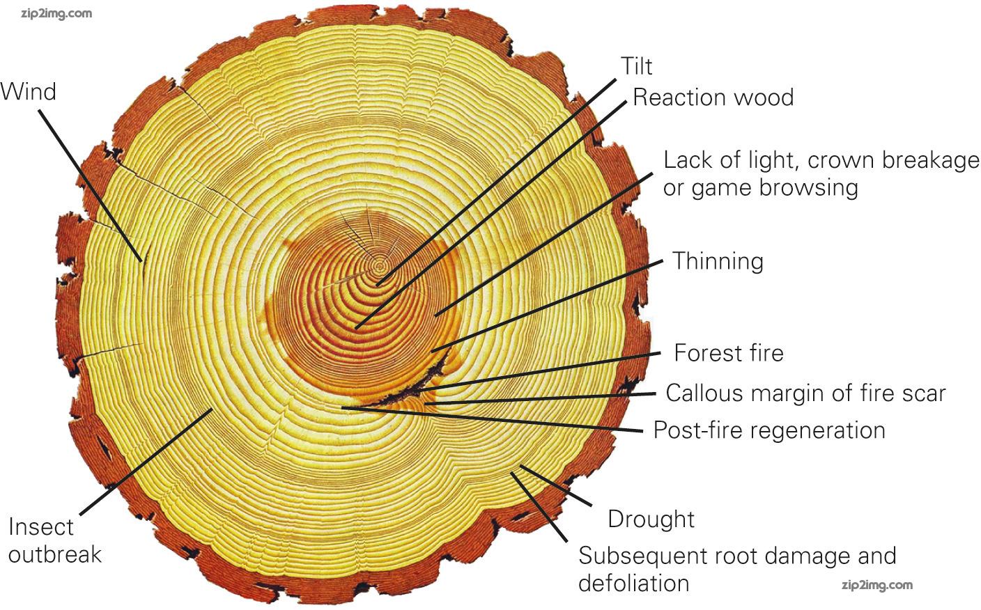 Tree Rings Explained Infographic Tree Rings Explained Infographic 175767683